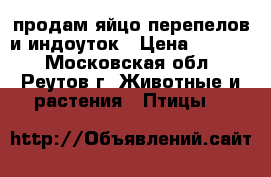 продам яйцо перепелов и индоуток › Цена ­ 10-56 - Московская обл., Реутов г. Животные и растения » Птицы   